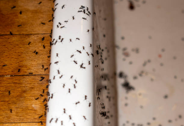 Best Insect Control  in Hahira, GA