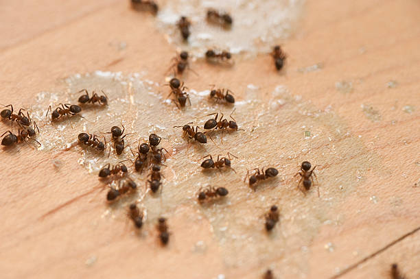 Best Affordable Pest Control Services  in Hahira, GA